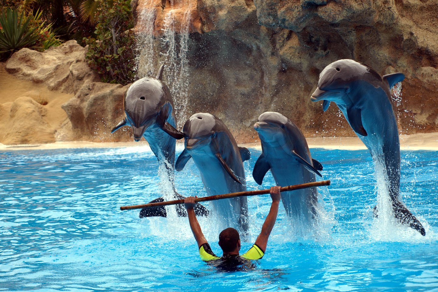 Alanya Dolphin Show | Ticket and Transfer Included